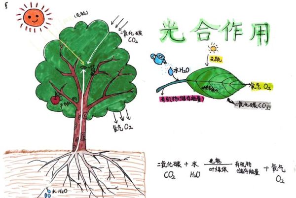 植物如何进行光合作用_光合作用的原理是什么