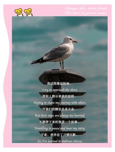 海鸥表达了什么情感_为什么让人心碎