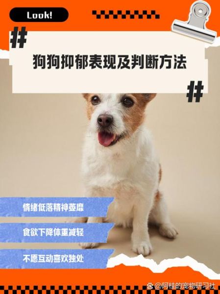 动物为什么会抑郁_如何识别宠物情绪异常