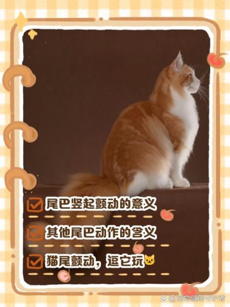 猫咪尾巴竖起来代表什么_猫咪尾巴下垂是生气吗