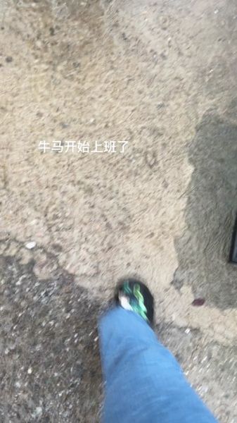 牛马歌曲表达什么情感_牛马歌词深层含义