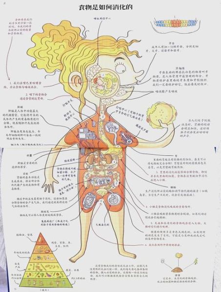 人体结构图怎么画_生物人体百科全书读后感