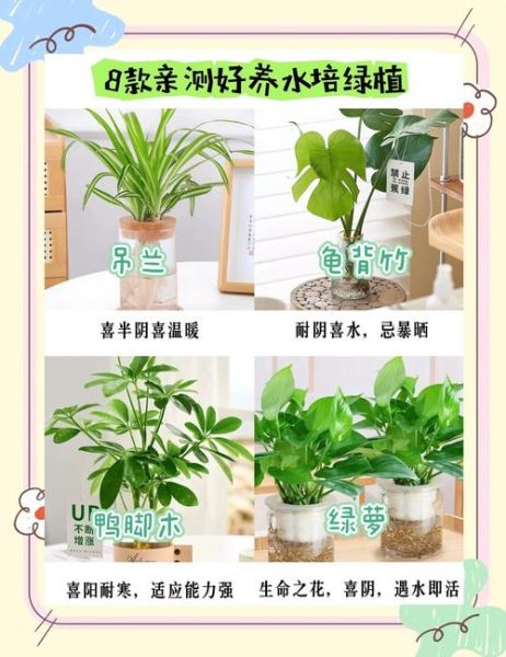 室内植物多久浇一次水_新手易养绿植推荐