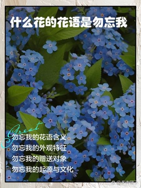 野花的花语是什么_野花代表什么情感