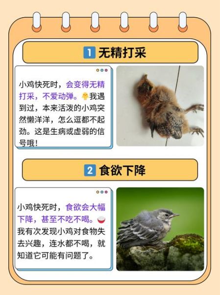 小鸡情感表达_小鸡怎么表达情绪