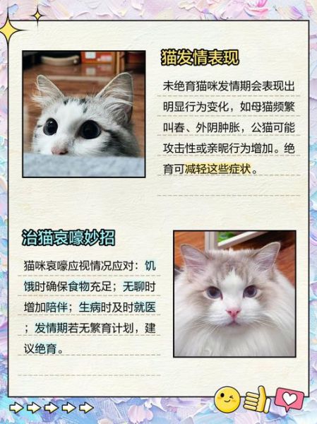 猫为什么一直叫_猫叫代表什么情绪
