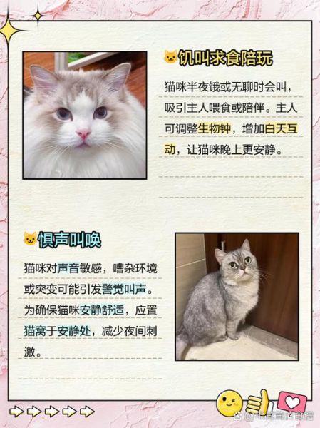 野猫为什么半夜叫_野猫叫声代表什么