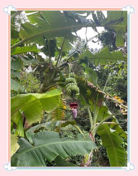 芭蕉表达的情感是什么_如何理解芭蕉的孤独