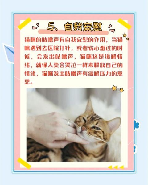 为什么猫咪会发出咕噜声_如何区分咕噜与呜咽