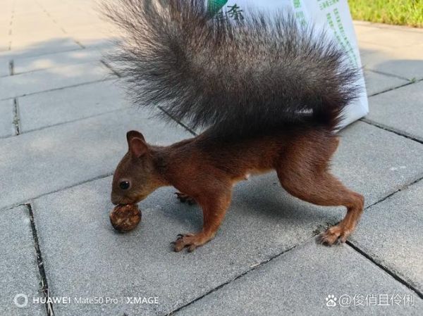 松鼠会表达情绪吗_松鼠开心时有哪些表现