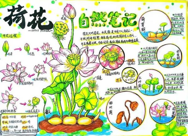 植物大百科读书笔记_如何高效做植物笔记