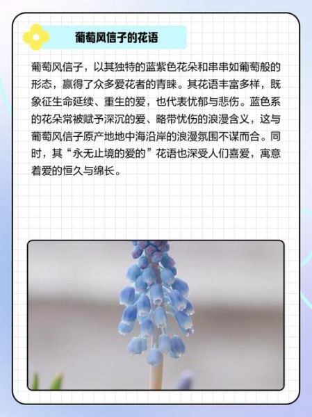 葡萄代表什么情感_葡萄花语象征什么