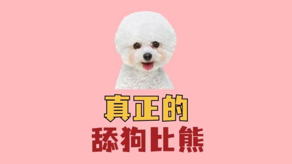 比熊表达情感的方式_比熊为什么总舔主人