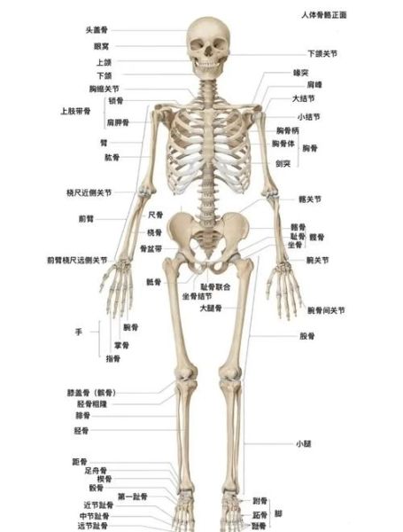 人体骨骼有多少块_如何保护关节健康