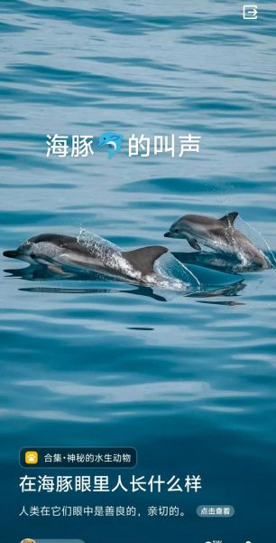 海豚如何表达情感_海豚情感交流方式