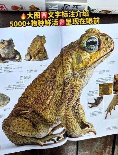 DK博物大百科适合几岁孩子_怎么读最有效