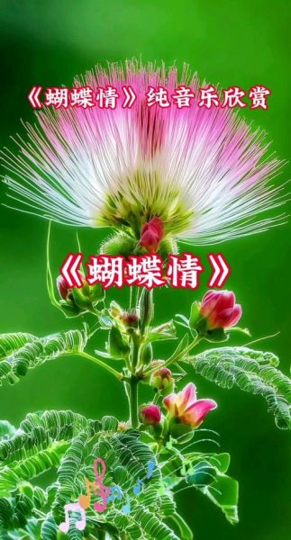 情蝶情感表达是什么_情蝶情感表达怎么用