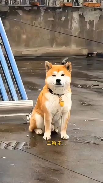 二狗子情感表达_怎么哄二狗子开心