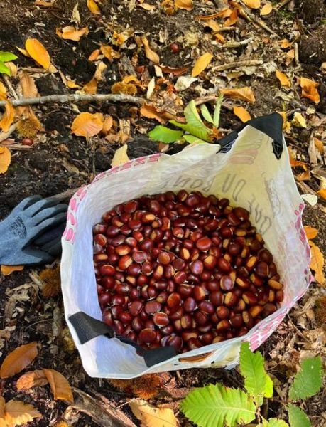 读书的栗子是什么_读书的栗子有哪些