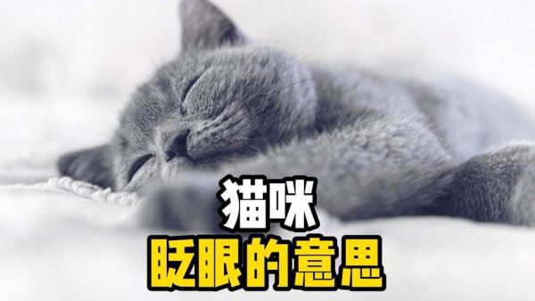 猫咪为什么突然变得冷漠_猫咪对你眨眼是什么意思