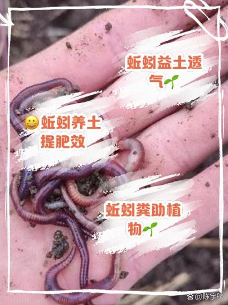 蚯蚓有没有感情_蚯蚓会表达情绪吗
