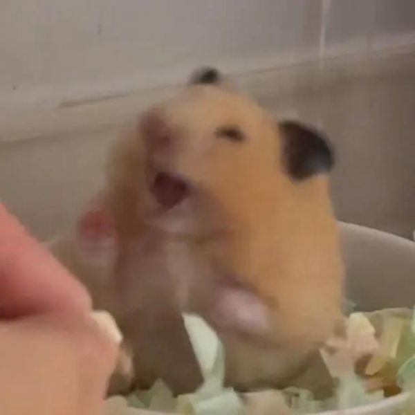 仓鼠开心吗_仓鼠生气的表现