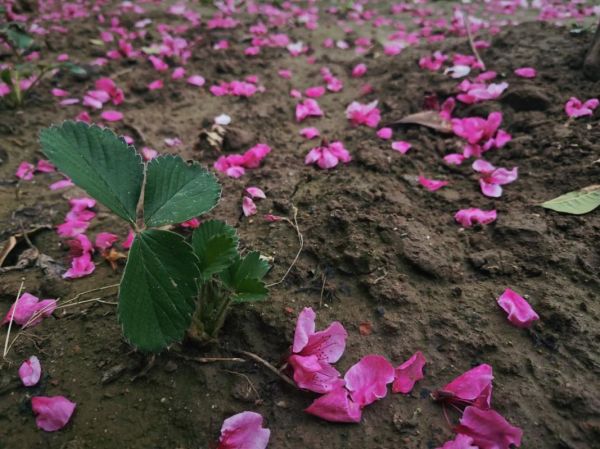 花谢表达什么情感_花谢象征什么
