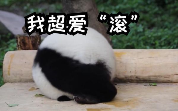 熊猫为什么爱打滚_熊猫打滚代表什么情绪