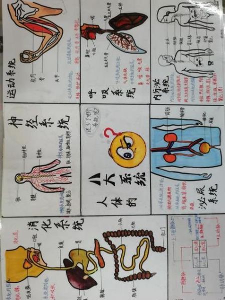 人体小百科读书笔记_如何快速掌握人体奥秘