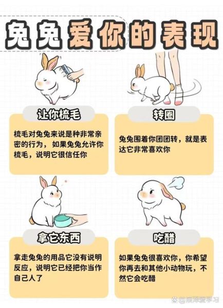 兔子语情感表达_兔子怎么表达情绪