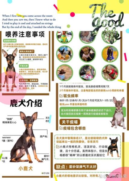 小鹿犬情感表达_如何读懂小鹿犬的情绪