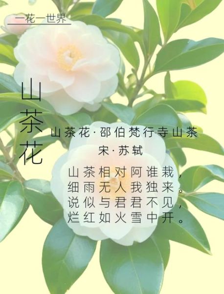 茶花代表什么花语_茶花送恋人合适吗