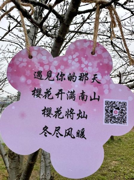 樱花代表什么情感_樱花花语有哪些