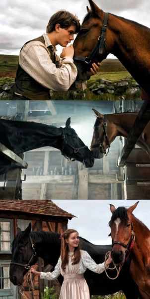 战马如何表达情感_战马情感表达方式有哪些