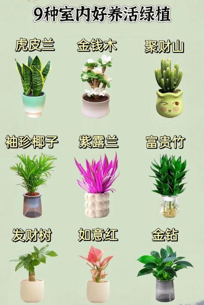室内植物怎么养_新手适合养什么植物
