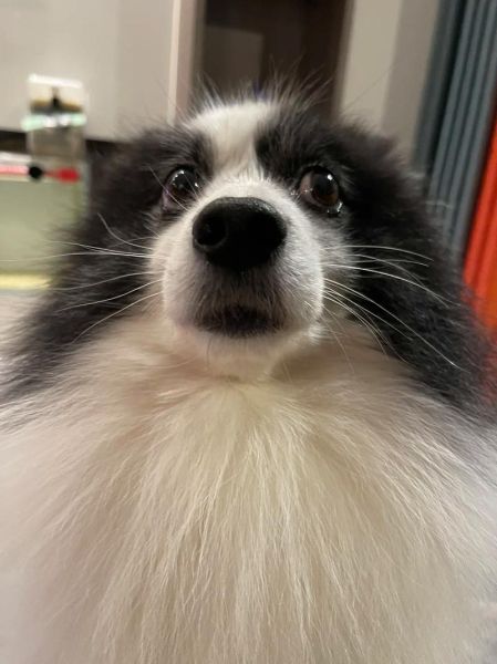 边牧会哭吗_边牧表达难过的方式