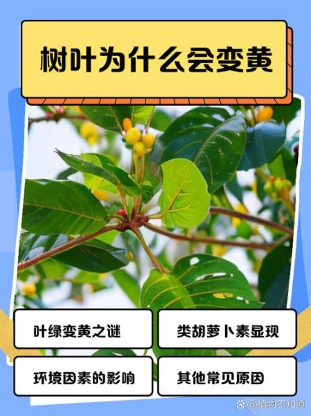 叶子为什么会变黄_叶子变黄了怎么办