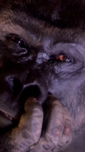 大猩猩如何表达情感_大猩猩会哭吗