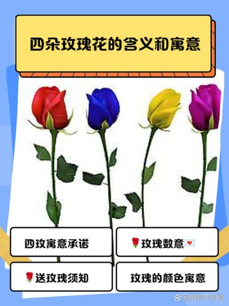 玫瑰代表什么情感_不同朵数玫瑰含义
