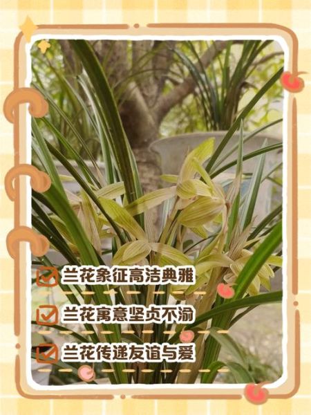 兰花的花语是什么_兰花象征什么情感