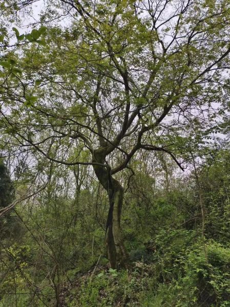 朴树为什么突然不红了_朴树现在过得怎么样