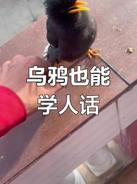 乌鸦怎么表达情感_乌鸦会哭吗