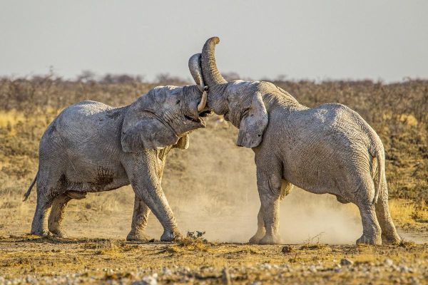 大象怎么表达情感_大象的情感表达方式有哪些