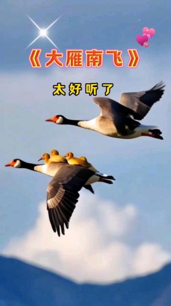大雁象征什么情感_大雁南飞代表什么