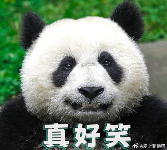 熊猫为什么能表达情绪_熊猫情绪表达方式有哪些