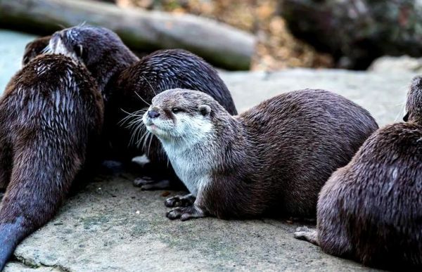 水獭会哭吗_水獭如何表达悲伤