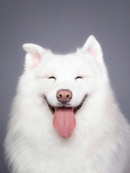 萨摩耶为什么总是笑_萨摩耶开心表现有哪些