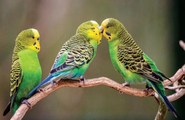 鹦鹉怎么表达情感_鹦鹉表达情感的方式有哪些