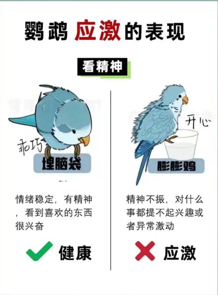 鹦鹉怎么表达情感_鹦鹉表达情感的方式有哪些