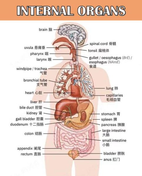 人体器官分布图_人体器官功能详解